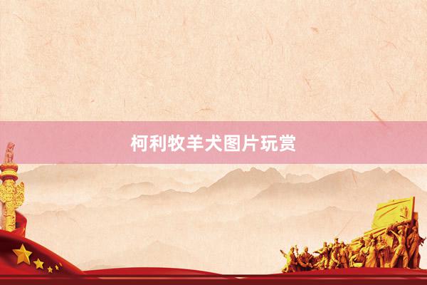 柯利牧羊犬图片玩赏